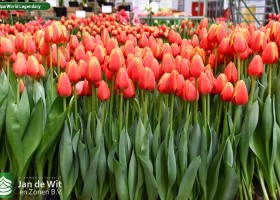 Tulipa World Legendary ® (1)